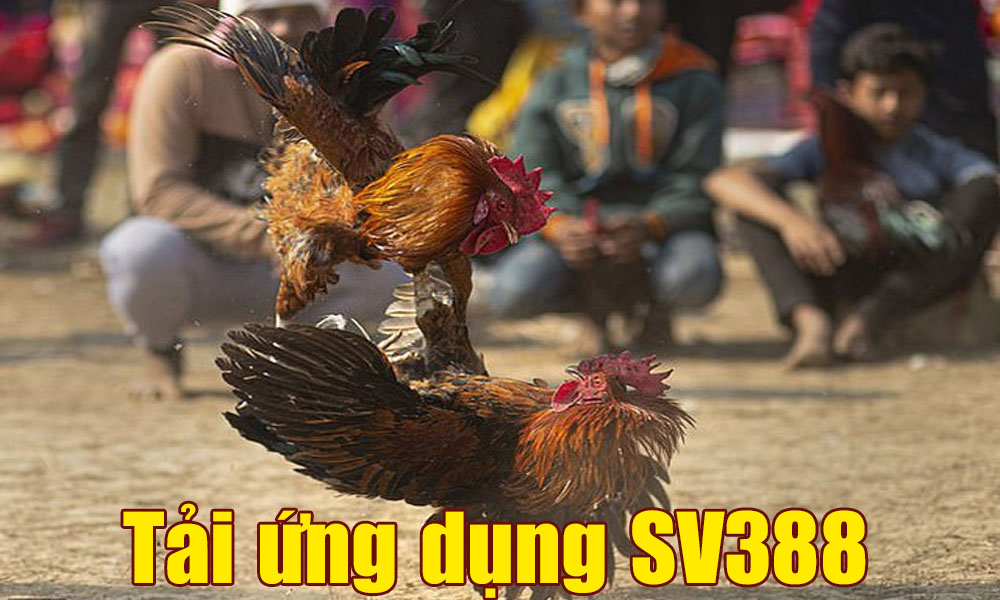 Tải ứng dụng SV388 – Chơi cá cược đá gà trên điện thoại